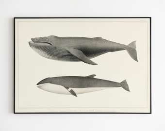 Natural History Museum Humpback Whale Framed Print by King & McGaw