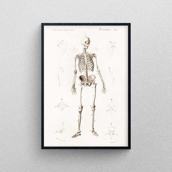 The Skeletal System Poster - Etsy