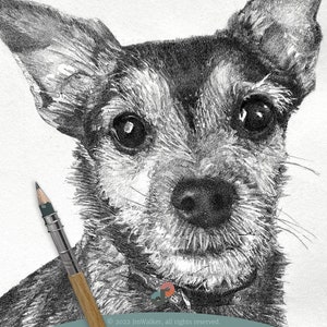 Custom Dog Portraits | Chuck, Border Terrier | Graphite Drawing