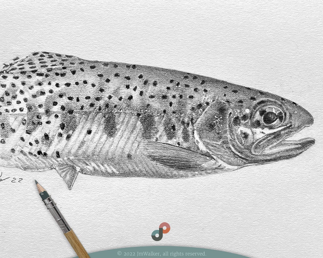 Cutthroat Trout Original Pencil Drawing Etsy