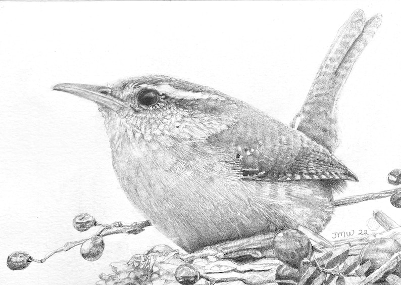 House Wren Original Pencil Drawing Etsy