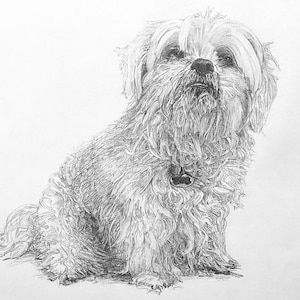 Custom Dog Portraits by Jeff Walker | Burly Shih Tzu Pencil Drawing