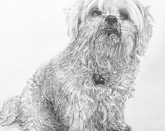 犬の鉛筆画 シーズー モノクロ アートA3厚手ケント シーズー犬の肖像画 - シーズー犬の鉛筆画 - カスタム描画。 - Etsy 日本