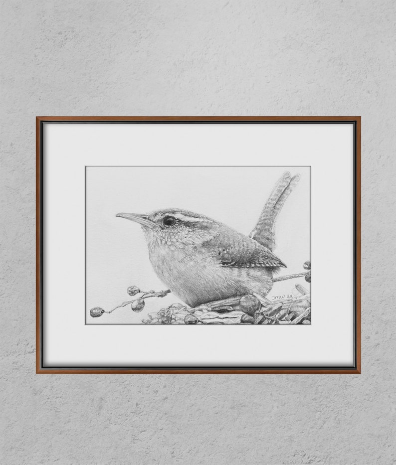 House Wren Original Pencil Drawing Etsy