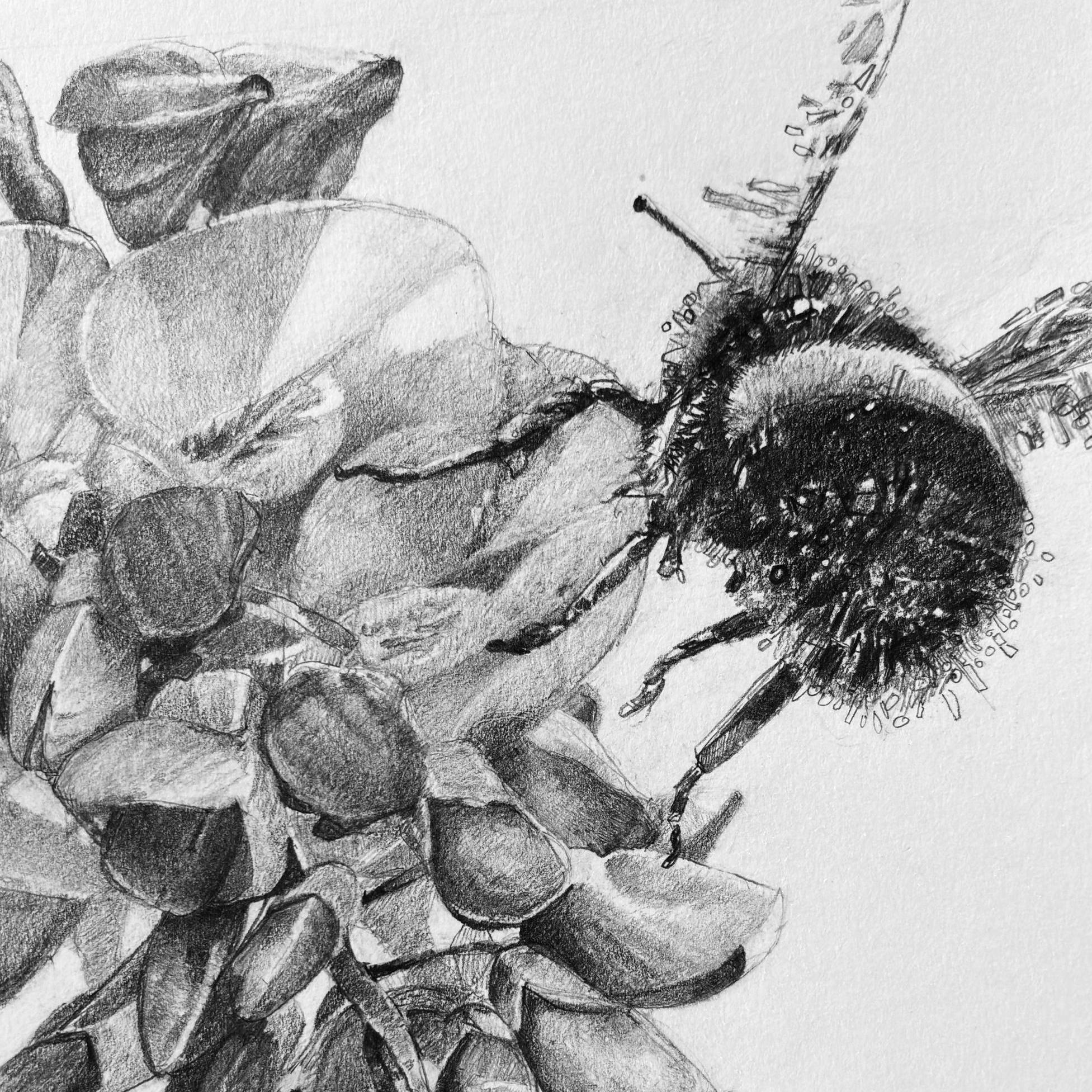 Bumble Bee Buzzing Wisteria Flower, Original Graphite Pencil Drawing ...