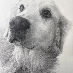 Custom Graphite Pet Portrait Drawings - Golden Retriever