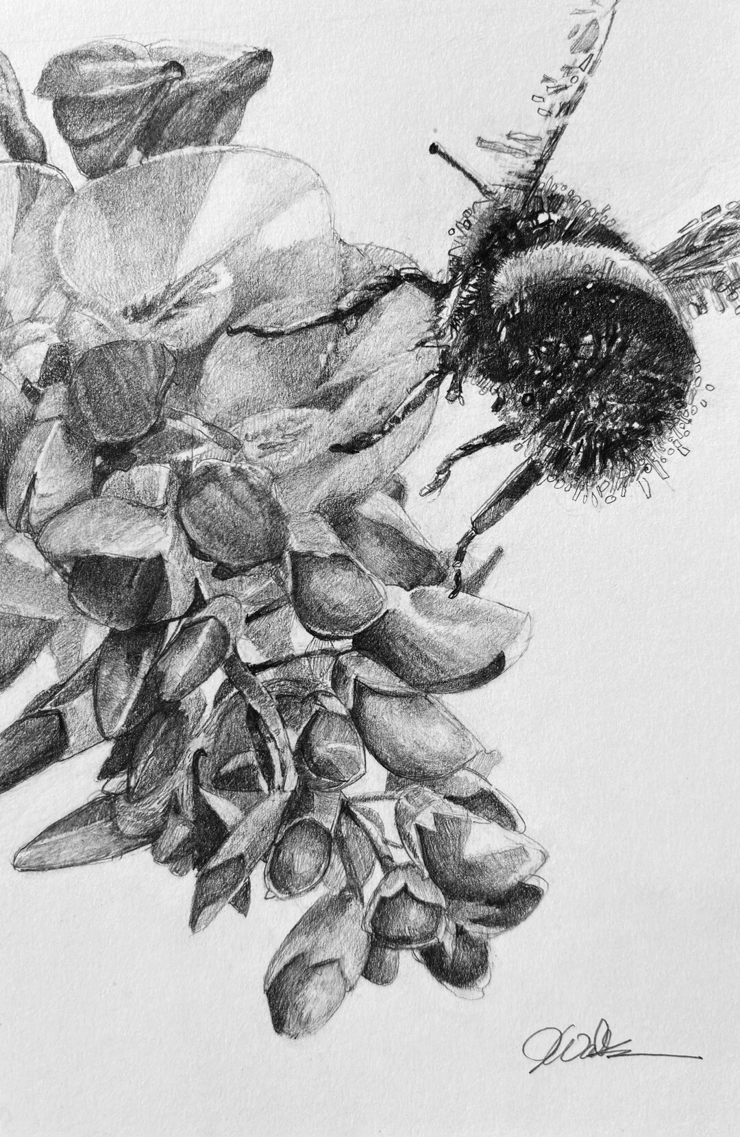 Bumble Bee Buzzing Wisteria Flower, Original Graphite Pencil Drawing ...