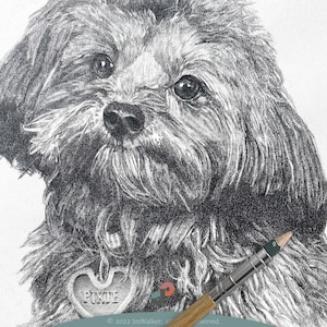 Custom Dog Portraits by Jeff Walker | Yorkie Pencil Drawing