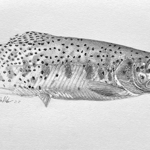Cutthroat Trout Original Pencil Drawing