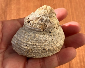 Sea snail shell, beach shells, natural beach shell, littorina littorea shell from Atlantic ocean (south of Portugal)