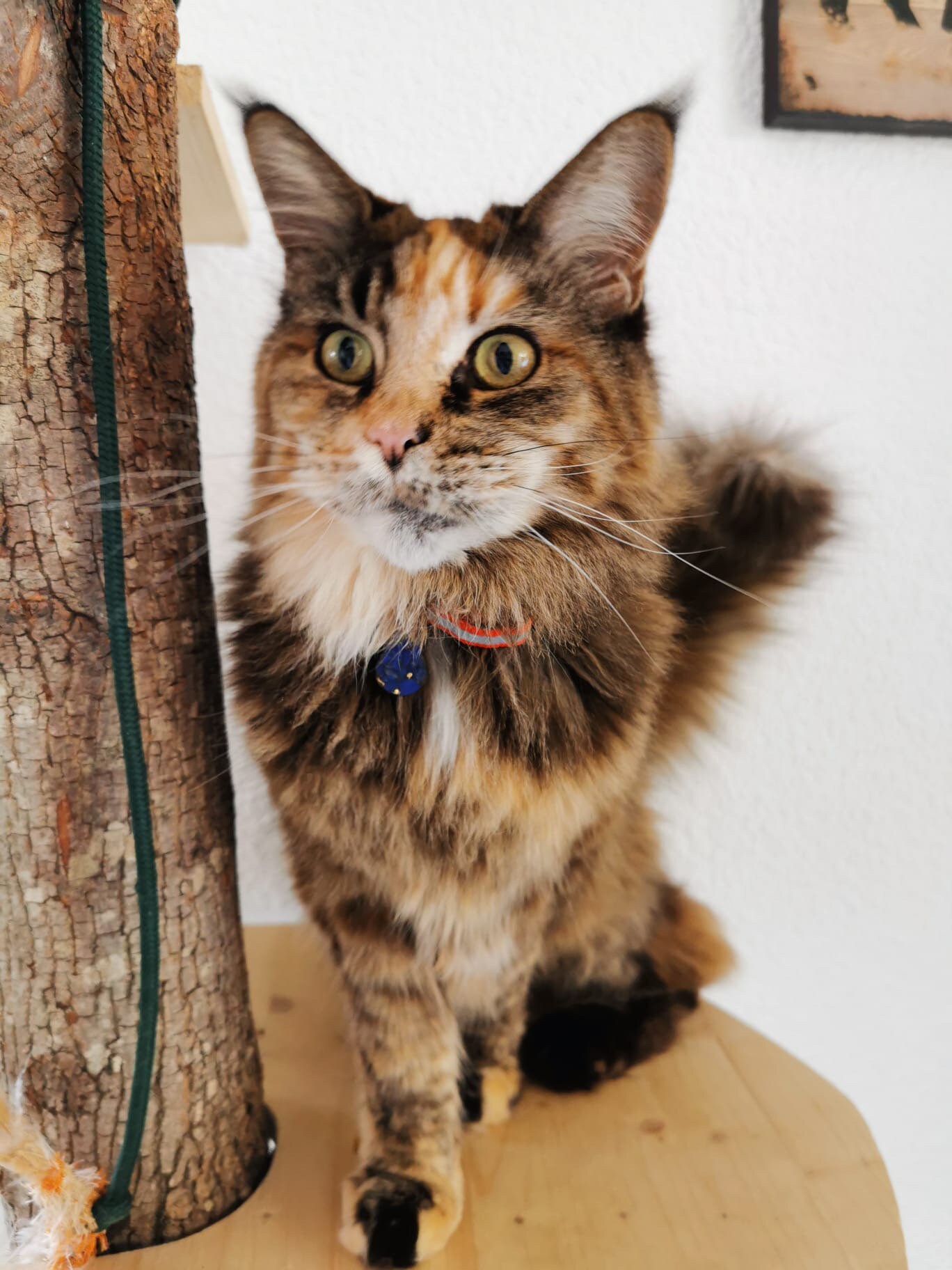 Lithotherapie Pour Chat