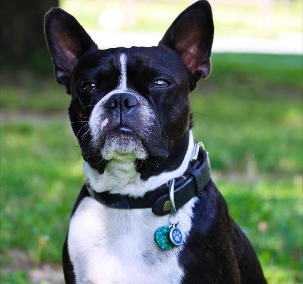 Lithotherapie Pour Chien