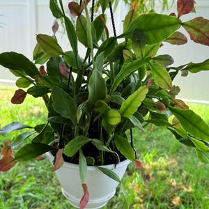 May include: A hanging plant in a white pot with green and red leaves. The plant is suspended from a black chain, with a green pot visible above. The background includes a white fence and green grass.