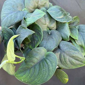 Jade Satin Scindapsus | Nodes, Unrooted & Rooted cuttings for propagation | Rare live houseplant | Green Velvet pothos