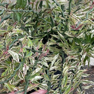 Pink Variegated Devil&#39;s Backbone Succulent | Full Sun | Unrooted and Lightly Rooted Cuttings for Propagation!