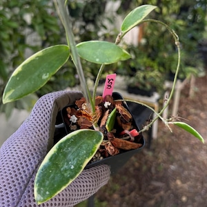 Variegated Hoya Acuta 4-5" pots | Live Rare Indoor Outdoor Houseplant | Ships in Pot with trellis (if shown) | exact plants