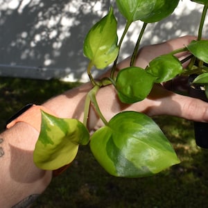 May include: A small potted pothos plant with heart-shaped leaves featuring variegated patterns of bright lime green and deep emerald green. The plant is housed in a black plastic nursery pot with a small pink tag labeled with the letter H.