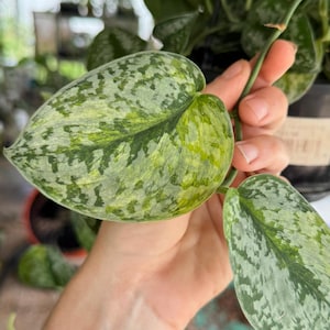 May include: A Scindapsus pictus plant featuring heart-shaped leaves with variegated patterns of dark green, light green, and silver-grey splashes. The foliage is attached to a thin green stem, showcasing a distinct mottled texture on each leaf surface.
