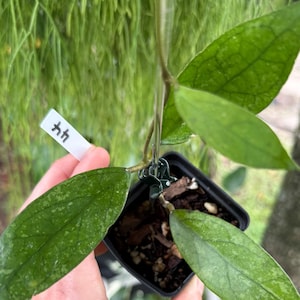 May include: A Hoya plant with pointed, dark green leaves featuring light green speckling, potted in a small black square container with soil and bark. A white plastic plant tag with the number 44 is attached to the stem with a green clip.