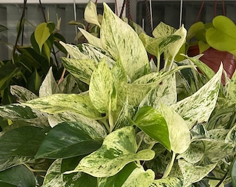 Snow Queen Pothos |Epipremnum aureum | LIVE House Plant | Nodes, Unrooted & Rooted Cuttings for Propagation!