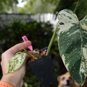 May include: A variegated Philodendron plant in a small black plastic pot. The plant features two leaves with a distinct mottled pattern of dark green and creamy white. A small pink plastic plant marker is inserted into the soil of the pot.