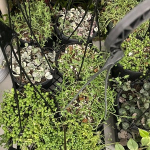 May include: A collection of hanging plants in black pots. The plants are various types of succulents and vines, including string of pearls, string of hearts, and a variegated succulent.