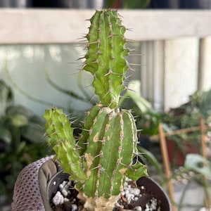 May include: A green cactus with vertical ribs and sharp spines planted in a small black plastic pot. The cactus features a central stem with two smaller offshoots growing from the base, and the soil surface is covered with white perlite.