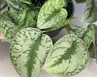 Scindapsus Exotica | Silver Satin Pothos | LIVE House Plant | Nodes, Unrooted & Rooted Cuttings for Propagation!