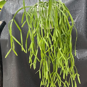 Rhipsalis micrantha F. Tonduzii | Jungle Cactus | RARE live trailing houseplant | Unrooted cuttings for propagation |