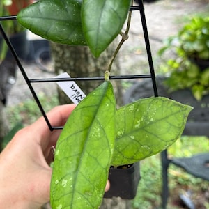 May include: A Hoya plant with variegated green leaves featuring light speckles, supported by a black metal grid trellis. A small white plant tag with the text 'Hoya sp. Nova' is attached to the trellis near the stem of the plant.