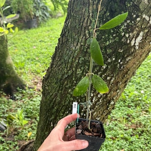 May include: A Hoya plant with green, pointed, succulent-like leaves growing on a thin vertical support stake. The plant is potted in a small black square plastic container filled with dark brown bark mulch and includes a white tag labeled 110.