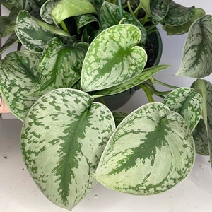 May include: A hanging plant with silver and green variegated leaves. The leaves are heart-shaped and have a speckled pattern.