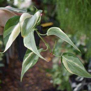 May include: A Philodendron Brasil plant in a black plastic nursery pot. The plant features pointed, heart-shaped leaves with variegated patterns of dark green, light green, and creamy white stripes running along the center and edges of the foliage.