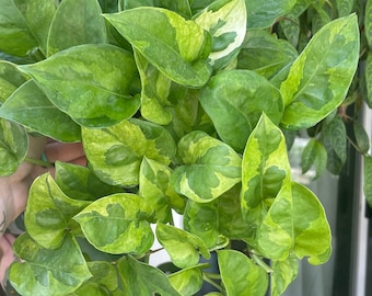 Lemon Meringue Pothos | Epipremnum aureum | Unrooted & Rooted Cuttings and Nodes for Propagation | Live Houseplant