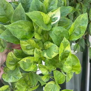 Lemon Meringue Pothos Epipremnum aureum Unrooted & Rooted Cuttings and Nodes for Propagation Live Houseplant image 1