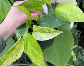 Jessenia Pothos "4 pots | High Variegation | RARE! | Ships in Pot | Live Indoor houseplant | Exact plant shown! | You can choose exact plant