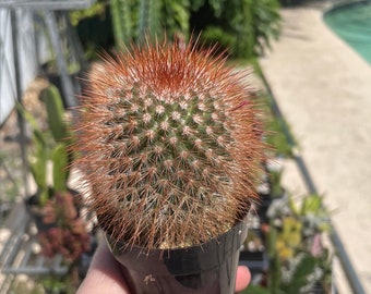 Mammillaria spinosissima pot | Spiny Pincushion Cactus | Live Outdoor Houseplant | Acclimated to FL full direct sun | Ships in Pot |