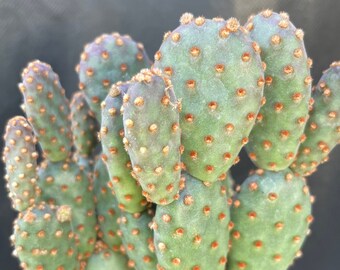 Opuntia rufidia minima monstrose Cactus 2" 3" 4" Pots | Miniature Cinnamon Cactus | Live Uncommon Indoor Outdoor Houseplant | Ships in Pot