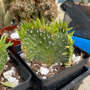 Crested Eve's Needle Cactus Succulent | Austrocylindropuntia subulata 'Cristata' | Ships in Pot | Rare Live Indoor or Outdoor Houseplant