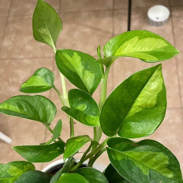 Global Green Pothos | Epipremnum pinnatum | LIVE House Plant | Nodes, Unrooted & Rooted Cuttings for Propagation!