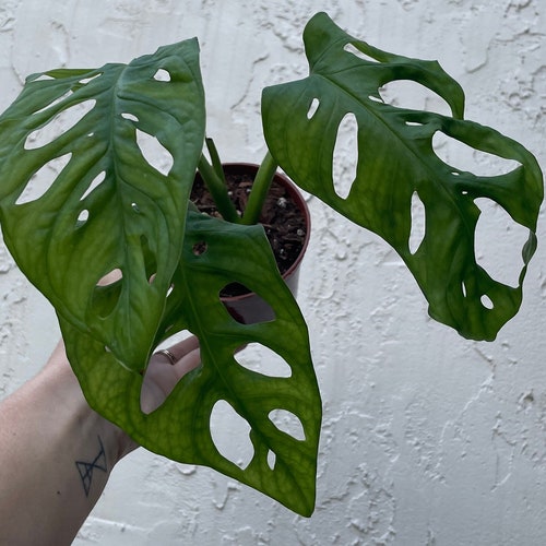 Narrow Form Monstera Adansonii Swiss Cheese Plant LIVE - Etsy