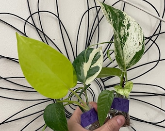 Pothos ONLY Starter Bundles | Epipremnum aureum | Pothos-Mystery Bundle Packs! | Live Houseplants | Unrooted Cuttings for Propagation!