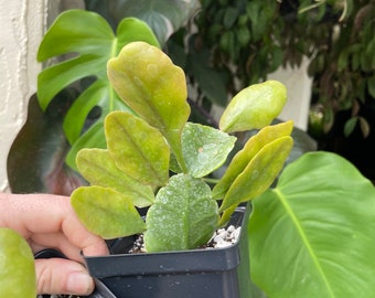 Rhipsalis oblonga 4" Pots  | Live Indoor Outdoor Houseplant | Epiphytic Cactus Succulent | Super uncommon!! | Ships in pot