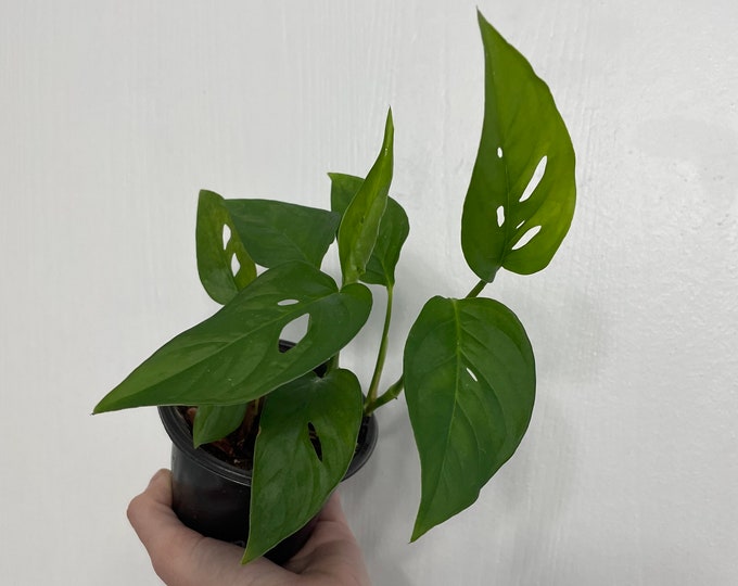 Narrow Form Monstera Adansonii Swiss Cheese Plant LIVE House Plant