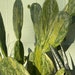 see more listings in the Succulents & Cacti section