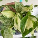 see more listings in the Pothos section