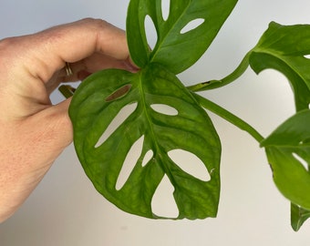 Wide Form Monstera Adansonii | Philodendron Swiss Cheese Plant |  LIVE House Plant | Nodes, Unrooted & Rooted Cuttings for Propagation!