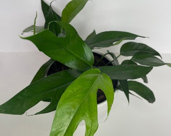 Baltic Blue Pothos | Epipremnum pinnatum | LIVE House Plant | Unrooted and Rooted Cuttings for Propagation!