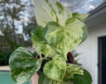 Manjula & Greenjula Pothos | Epipremnum aureum | Nodes, Unrooted, n' Rooted Cuttings for Propagation! | Live Houseplant
