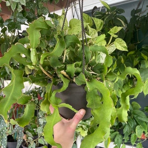 Curly Locks Orchid Epiphytic Cactus | Epiphyllum guatemalense monstrose | Night-blooming  | Slightly Rooted & Unrooted Cuttings |
